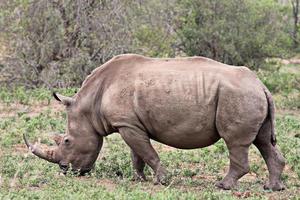 white rhino photo