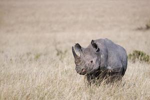 rinoceronte negro foto