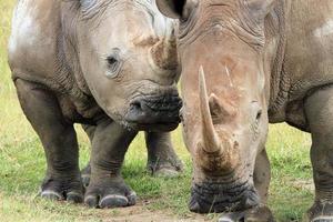 pareja de rinocerontes blancos foto