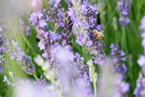 honeybee and lavender photo