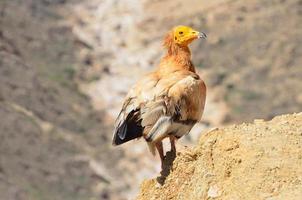 Egyptian vulture (Neophron Percnopterus) on  Socotra photo
