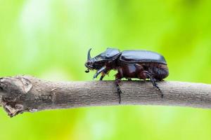 rhinoceros beetle photo