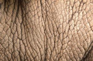 rhinoceros skin photo