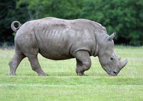 Rhinoceros grazing photo