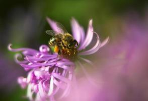 Honey bee on the flower photo