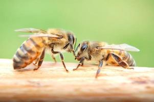 Closeup of bees eating honey