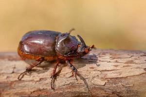 escarabajo rinoceronte del sur de europa foto