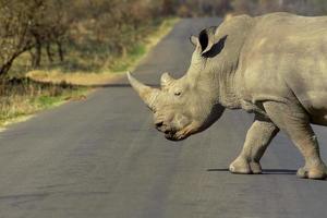 Why did  Rhino cross the road? photo