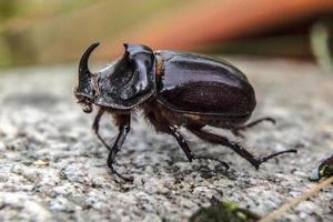 European rhinoceros beetle Oryctes nasicornis