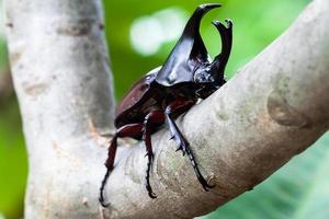 male fighting beetle (rhinoceros beetle) on tree photo