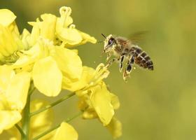 Honeybee flying photo