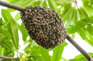 Honeybee swarm hanging photo