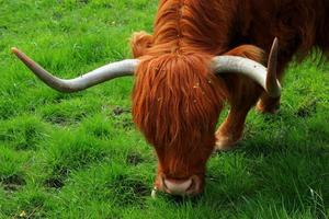 highland cow grazing photo