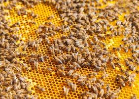 Bees on honeycomb photo