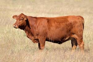 Red angus cow photo