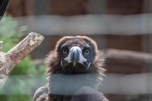 Eurasian black vulture photo