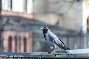 hooded crow sitting on a hand rail photo