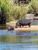 Hippopotamus with baby photo