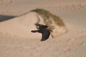 Black Crow photo