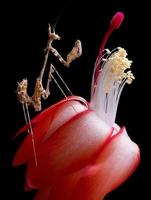 mantis en flor de cactus foto
