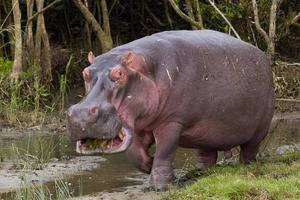 Grazing hippo photo