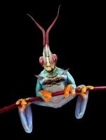 Mantis Frog photo