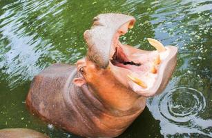 Hippopotamus open mouth in the river