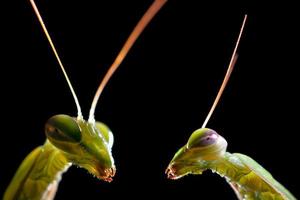 Two mantis looking fixedly at the camera