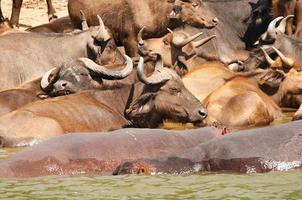 búfalos e hipopótamos foto