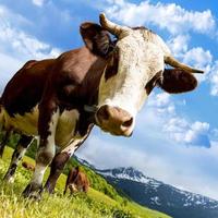 Alpine cow photo