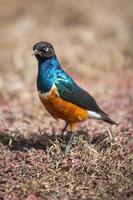 Beautiful Superb Starling bird with bright shiny feathers