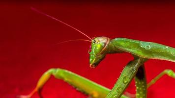 Praying mantis photo