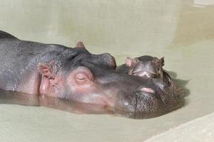 Mother Hippopotamus and her newborn photo