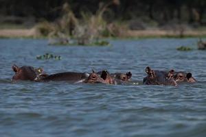 familia de hipopótamos foto