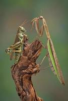 Mantis and hopper surprise