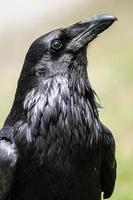 Common Raven (Corvus corax) photo