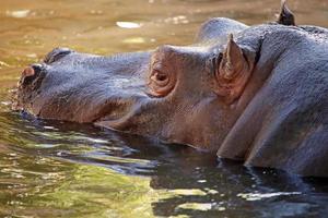 hipopótamo en el agua, su hábitat natural foto