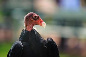 Turkey Vulture profile