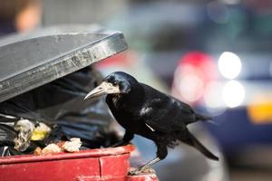 cuervo alimentándose de basura en una ciudad