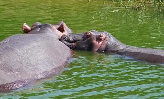 two hippos in Uganda photo