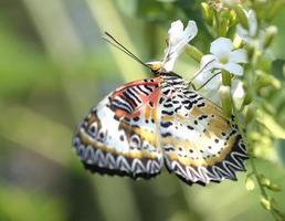 Leopard Lacewing photo