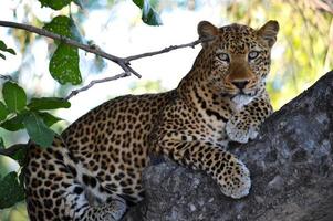 Staring Leopard in tree photo