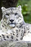 Snow leopard photo