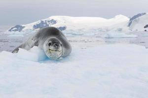 Leopard Seal on ice floe photo