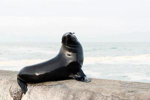 Cape fur seal photo