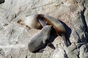 Seal feeding photo
