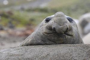 elephant seal up close