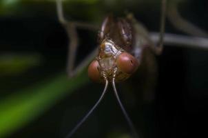 mantidae foto