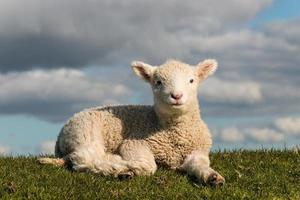 basking little lamb photo