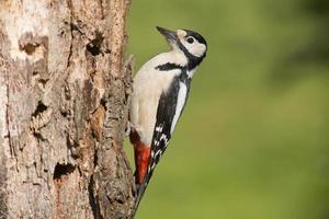 great spotted woodpecker photo